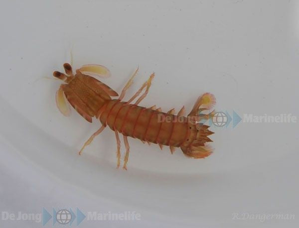 Odontodactylus spp. (Fangschreckenkrebs)