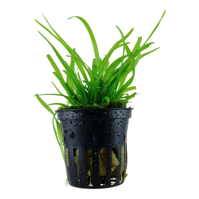 Sagittaria subulata