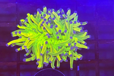 Euphyllia glabrescens `Holy Grail` 7431 WYSIWYG