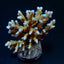 Acropora granulosa