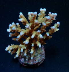 Acropora granulosa