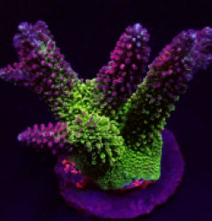 Acropora abrotanoides
