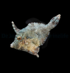 Acreichthys tomentosus - T.B.