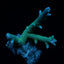 Acropora abrolhosensis