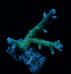 Acropora abrolhosensis