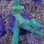 Acropora abrolhosensis