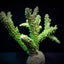 Acropora abrotanoides