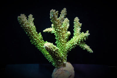 Acropora abrotanoides