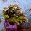 Acropora abrotanoides