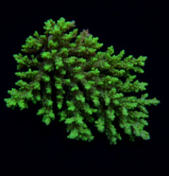 Acropora aculeus