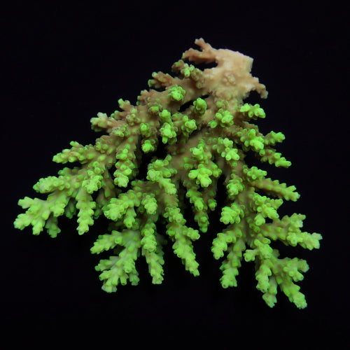 Acropora aculeus