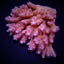 Acropora anthocercis