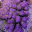 Acropora anthocercis