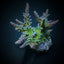 Acropora austera