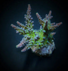 Acropora austera