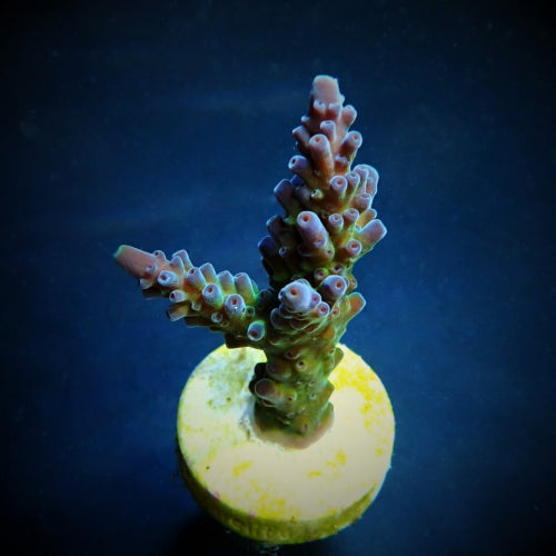Acropora austera
