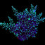 Acropora carduus
