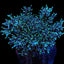 Acropora carduus