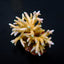 Acropora caroliniana