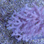 Acropora caroliniana