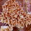 Acropora caroliniana