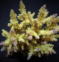 Acropora cerealis