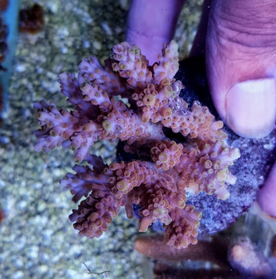 Acropora cerealis