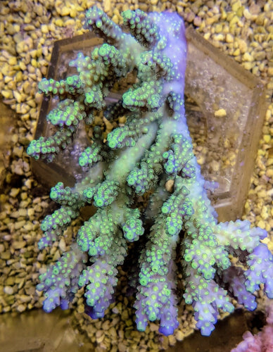 Acropora chesterfieldensis