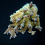 Acropora clathrata