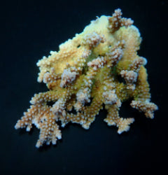 Acropora clathrata