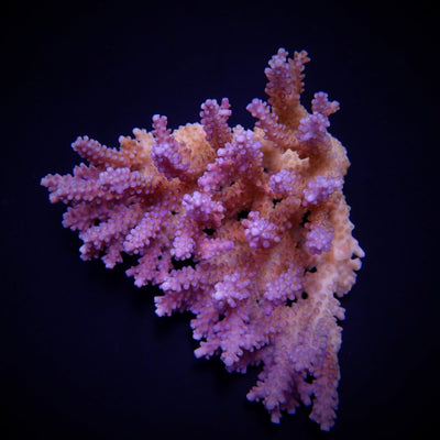 Acropora clathrata