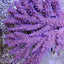 Acropora clathrata