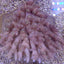Acropora spp. (Coral Sea) (Common)