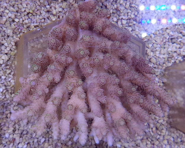 Acropora spp. (Coral Sea) (Common)
