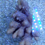Acropora spp. (Coral Sea) (Common)