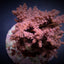 Acropora cytherea