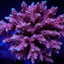 Acropora cytherea