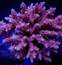 Acropora cytherea