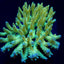 Acropora dendrum