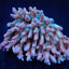 Acropora dendrum