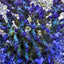 Acropora desalwii