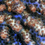 Acropora desalwii