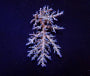 Acropora echinata (Ice fire)