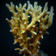 Acropora elegans
