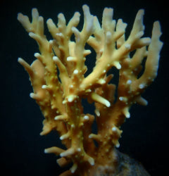 Acropora elegans