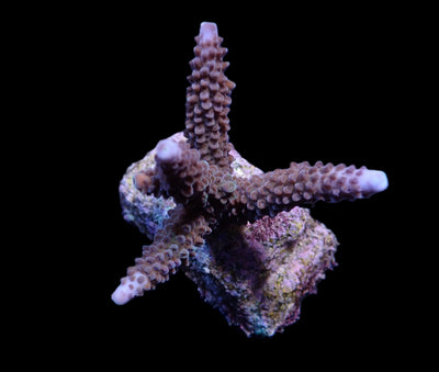 Acropora formosa