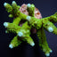 Acropora formosa (Blue tip)