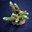 Acropora formosa (Blue tip)