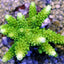 Acropora formosa (Green)
