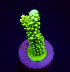 Acropora formosa (Green) (frag) NZ
